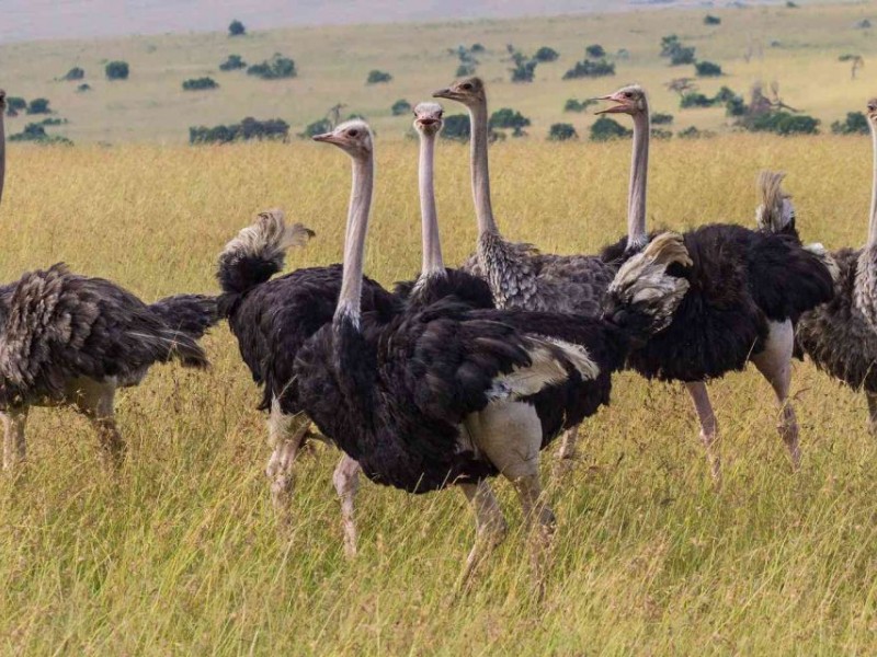 6 Days Lake Nakuru, Lake Bogoria, Lake Naivasha & Maasai Mara Safari