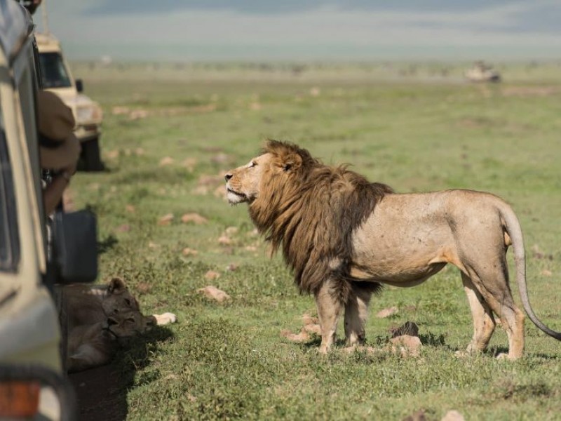 6 Days Lake Nakuru, Lake Bogoria, Lake Naivasha & Maasai Mara Safari