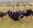 8-Day Safari: Maasai Mara, Nakuru, Amboseli, Tsavo West, and Tsavo East