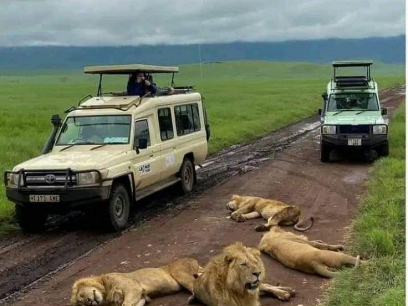 13-Day Kenya & Tanzania Wildlife Safari: Maasai Mara, Serengeti & Ngorongoro Adventure