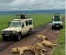 13-Day Kenya & Tanzania Wildlife Safari: Maasai Mara, Serengeti & Ngorongoro Adventure