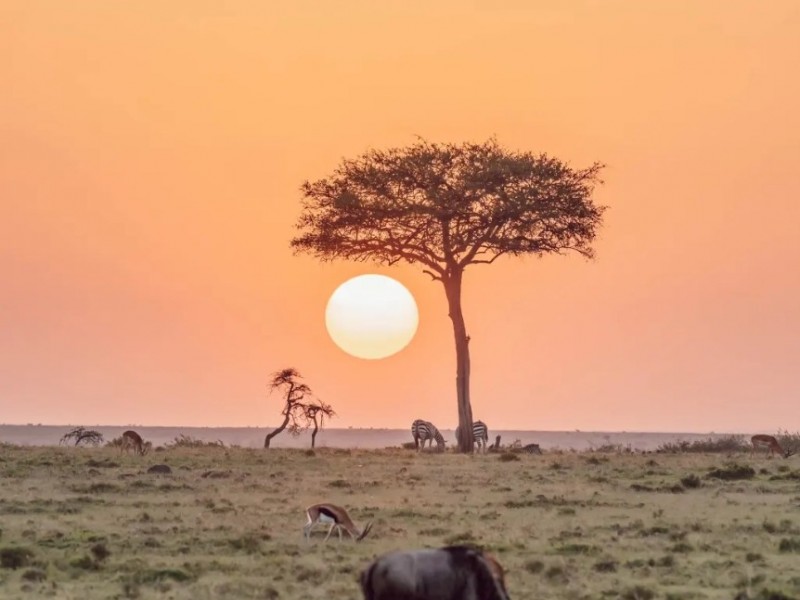 8-Day Safari: Maasai Mara, Nakuru, Amboseli, Tsavo West, and Tsavo East