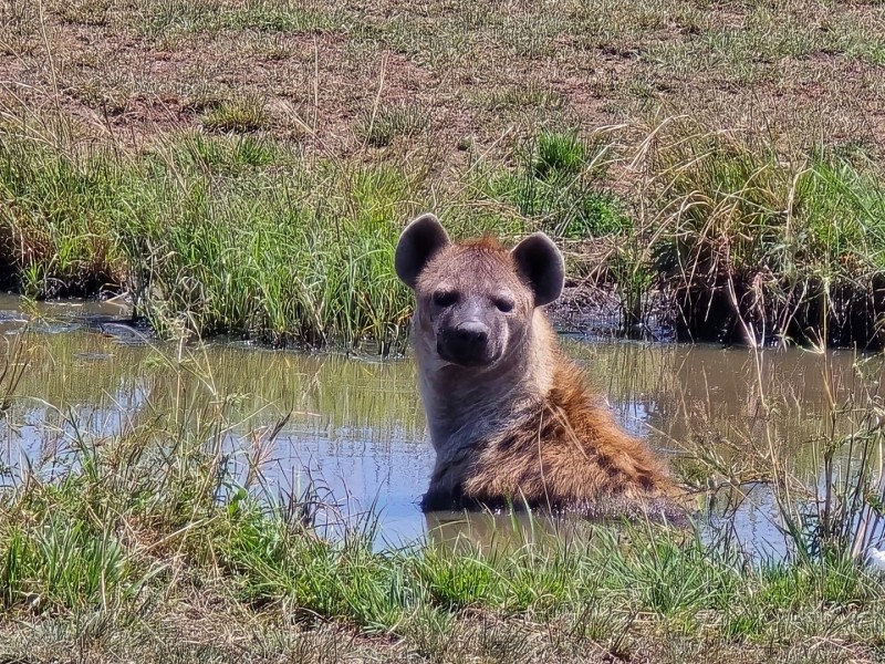 4-Day Wild Escape: Samburu & Aberdares Safari Adventure