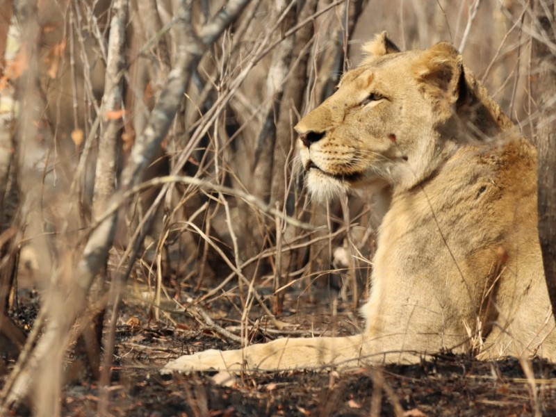 6-Day Safari Adventure: Samburu, Lake Nakuru, & Masai Mara