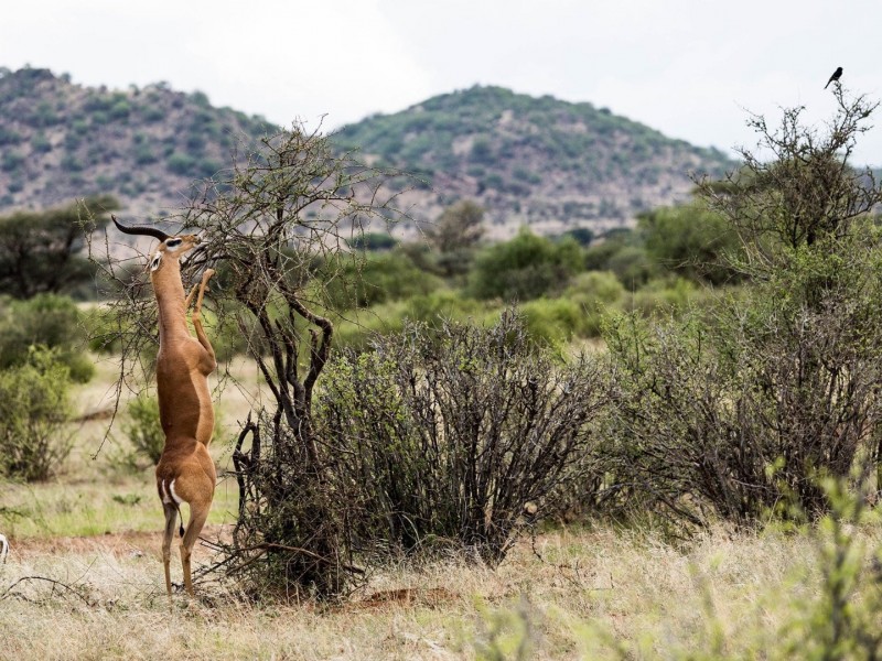 4-Day Wild Escape: Samburu & Aberdares Safari Adventure