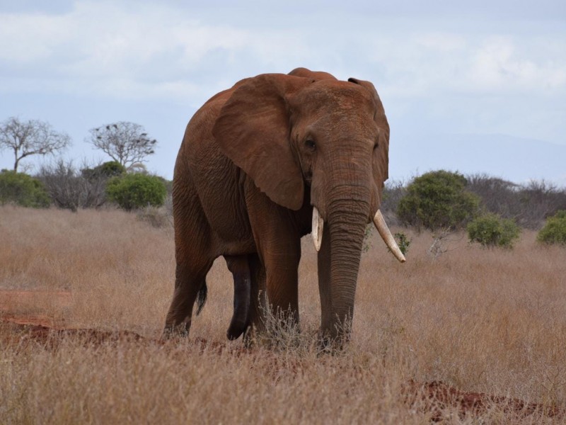 Ultimate Wildlife Experience: Amboseli to Masai Mara 8 Days Tour