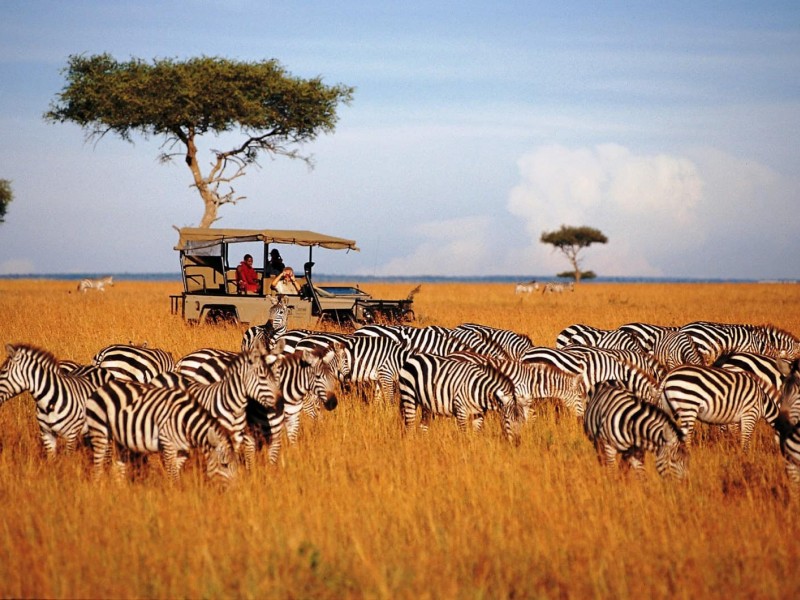 8-Day Safari: Maasai Mara, Nakuru, Amboseli, Tsavo West, and Tsavo East