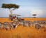 8-Day Safari: Maasai Mara, Nakuru, Amboseli, Tsavo West, and Tsavo East