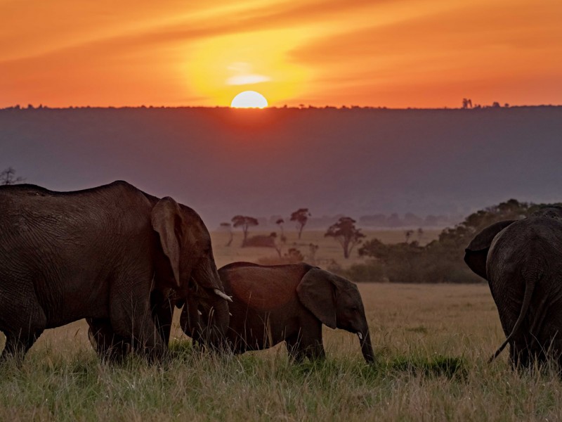 Unforgettable 9-Day Safari Across Kenya’s Iconic Parks