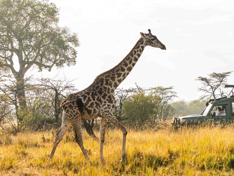 Unforgettable 9-Day Safari Across Kenya’s Iconic Parks