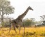 Unforgettable 9-Day Safari Across Kenya’s Iconic Parks