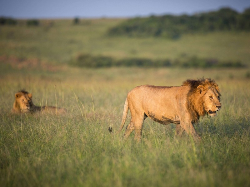 3-Day Masai Mara Mid-Range 4 X 4 Land Cruiser Safari