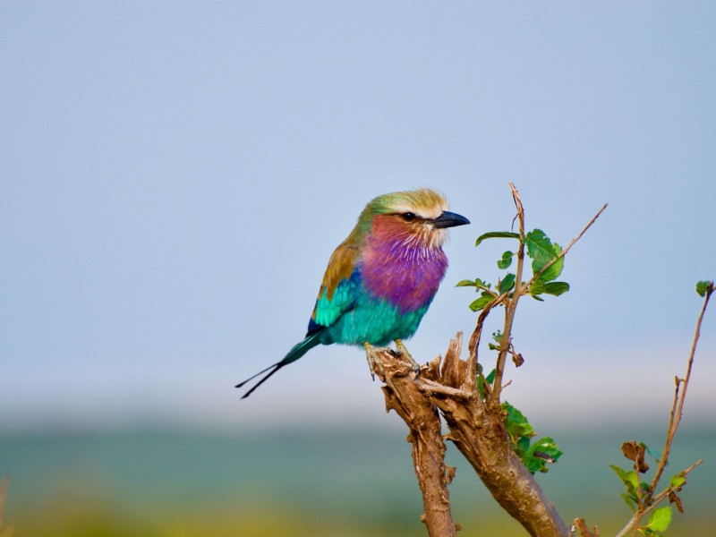 3-Day Masai Mara Mid-Range 4 X 4 Land Cruiser Safari