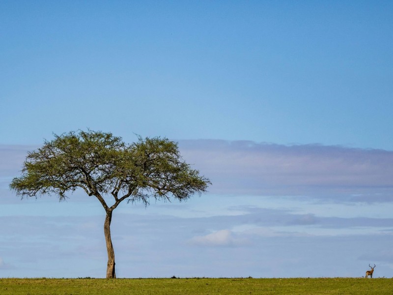 3-Day Masai Mara Mid-Range 4 X 4 Land Cruiser Safari