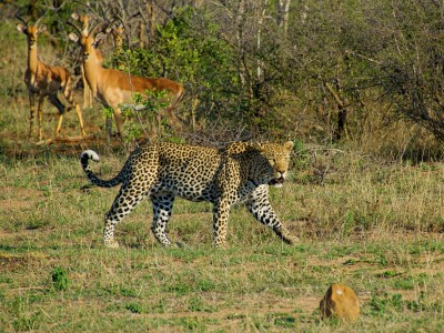 3-Day Masai Mara Mid-Range 4 X 4 Land Cruiser Safari