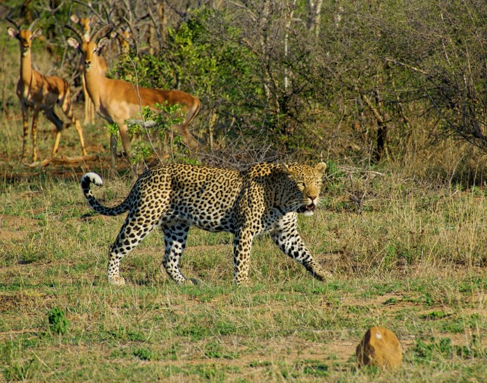 3-Day Masai Mara Mid-Range 4 X 4 Land Cruiser Safari