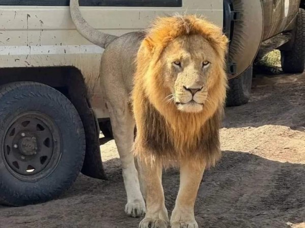 3-Day Lake Nakuru, Lake Naivasha & Lake Bogoria Safari – 4x4 Jeep Adventure