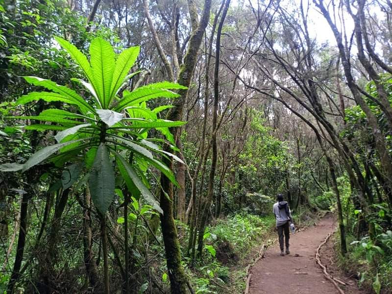 Day trip to materuni waterfall and coffee tour