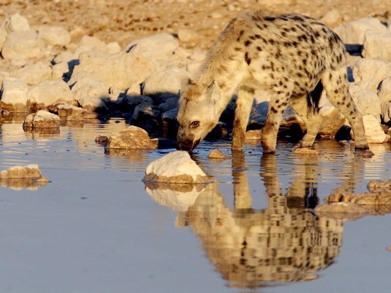 Ultimate Wildlife Experience: Amboseli to Masai Mara 8 Days Tour