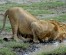 4-DAYS EXCLUSIVE PLEASURE OF THE GREAT SERENGETI