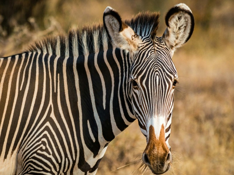 Wild Encounters: A 3-Day Samburu Safari Adventure