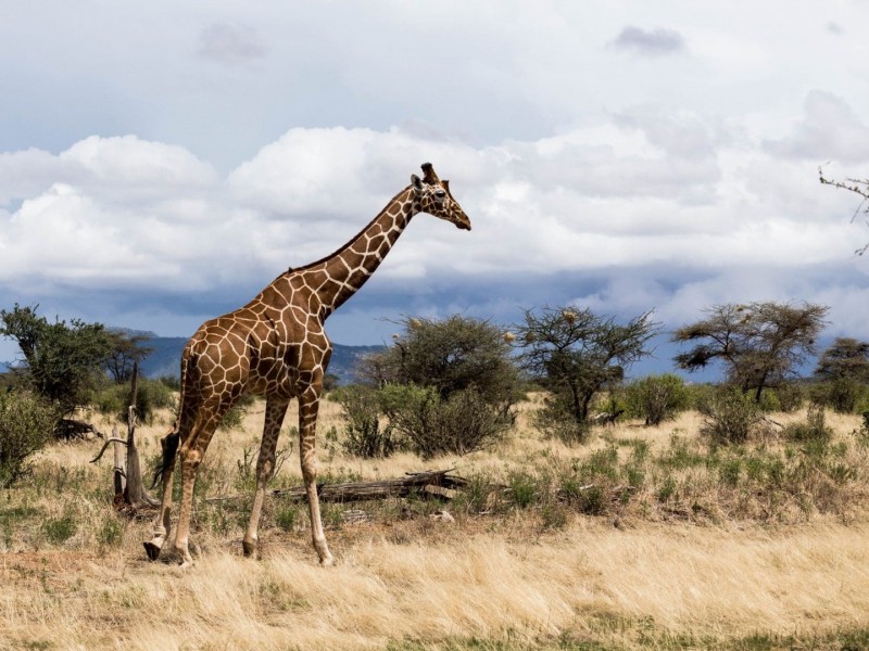 4-Day Wild Escape: Samburu & Aberdares Safari Adventure