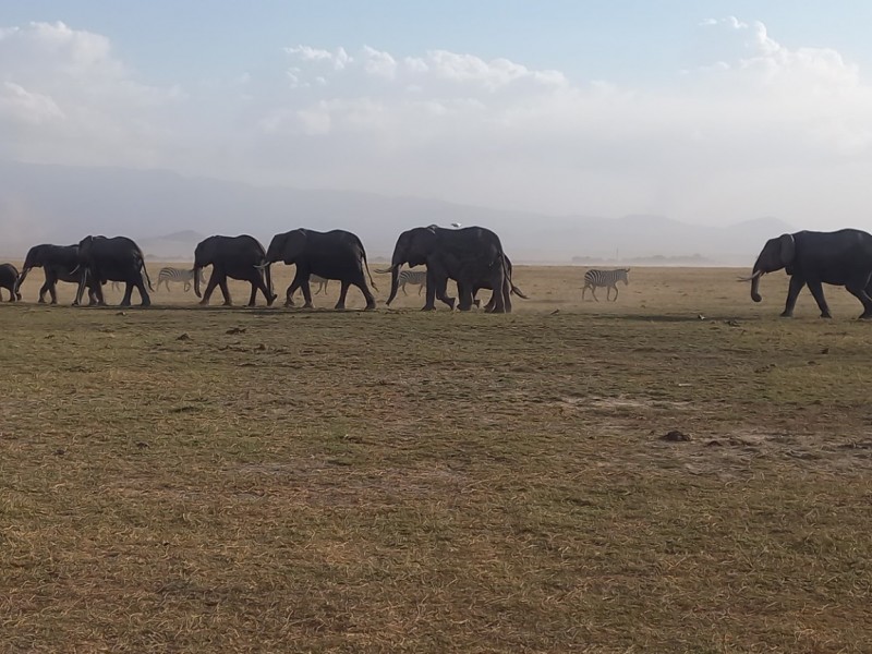 Unforgettable 3-Day Amboseli Safari Adventure