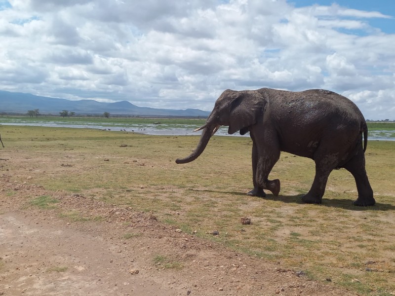 Unforgettable 3-Day Amboseli Safari Adventure