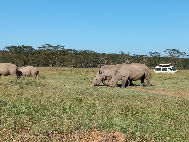 Wilderness Wonders: A 4-Day Masai Mara and Lake Nakuru Safari Adventure