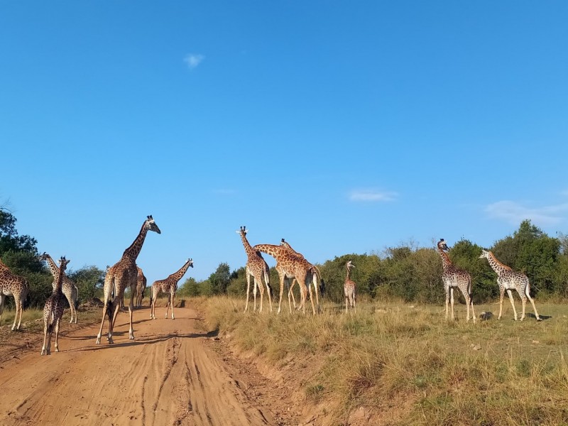 Exclusive Wilderness Escape: 3-Day Private Masai Mara Safari